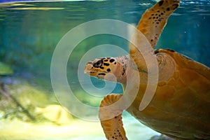 Giant Sea Turtle swimming in a huge aquarium at Sea Liife Ocean World Bangkok