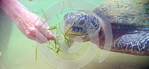 Giant sea turtle swims underwater. Sea life