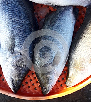 Giant seaperch  Lates calcarifer  fish in orange color tray at the market