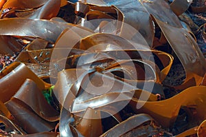 Giant Seaweed Kimmeridge Dorset