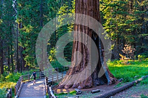 Giant Seqouia Trees