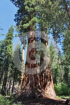 Giant Seqouia trees in Sequoia National Park