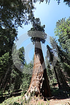 Giant Sequioa Trees in Sequioa National Park