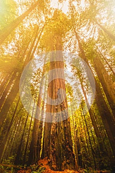 Giant sequioa trees in the Redwood Forest