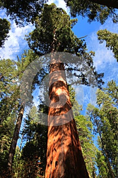The Giant Sequoia