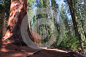 A Giant Sequoia