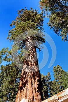 Giant Sequoia