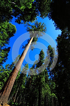 Giant Sequoia