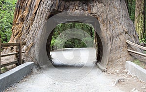 Giant Sequoia photo