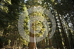 The Giant Sequoia Forest