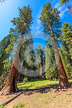 Giant sequoia forest - the largest trees on Earth in Sequoia National Park, California, USA