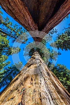 Giant sequoia forest - the largest trees on Earth in Sequoia National Park, California, USA