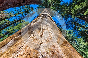 Giant sequoia forest - the largest trees on Earth in Sequoia National Park, California, USA