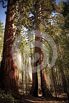 Giant Sequoia Forest, Mariposa Grove, Yosemite National Park, California