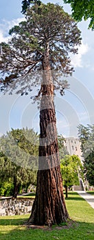 Giant sequoia full