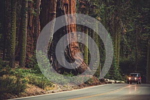 Giant Sequoia Generals Highway photo