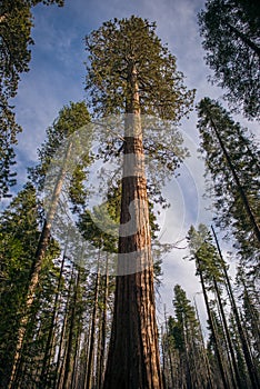 Giant Sequoia Grove