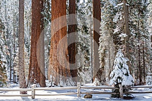 Giant Sequoia Grove