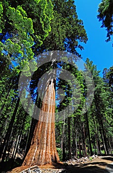 Giant Sequoia in Mountain photo