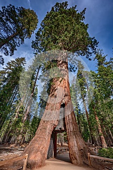 Giant sequoia near Yosemite National Park in California