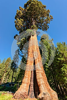 Giant sequoia in Sequoia National Park