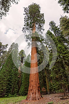 Giant sequoia in Sequoia National Park