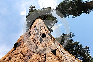 Giant Sequoia, Sequoia National Park