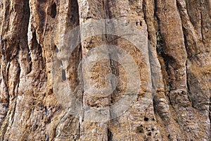 Giant sequoia in Sequoia National Park - detail of the bark - Yosemite National Park - California