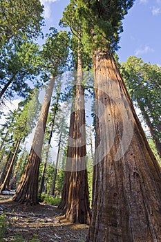 Giant sequoia in Sequoia National Park - Yosemite National Park - California - USA