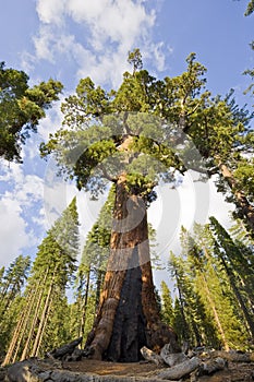 Giant sequoia in Sequoia National Park - Yosemite National Park - California - USA