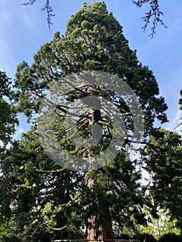 Giant sequoia / Sequoiadendron giganteum / Giant redwood, Sierra redwood, Wellingtonia or Kalifornischer Berg-Mammutbaum