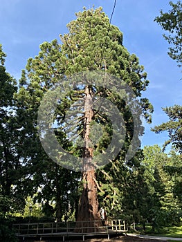 Giant sequoia / Sequoiadendron giganteum / Giant redwood, Sierra redwood, Wellingtonia or Kalifornischer Berg-Mammutbaum