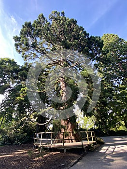 Giant sequoia / Sequoiadendron giganteum / Giant redwood, Sierra redwood, Wellingtonia or Kalifornischer Berg-Mammutbaum photo