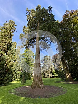 Giant sequoia / Sequoiadendron giganteum / Giant redwood, Sierra redwood, Wellingtonia or Kalifornischer Berg-Mammutbaum photo