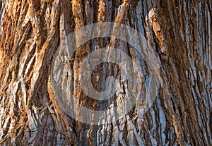 The giant sequoia Sequoiadendron giganteum trunk bark. Close up. Selective focus.r