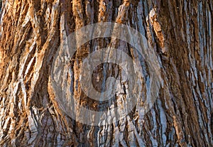 The giant sequoia Sequoiadendron giganteum trunk bark. Close up. Selective focus.r photo