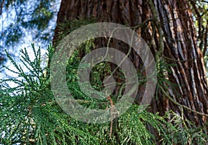 The giant sequoia Sequoiadendron giganteum trunk with branch and green leaves. Close up. Selective focus photo