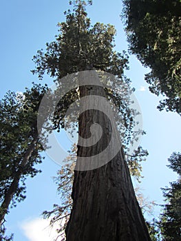 Giant sequoia Sequoiadendron giganteum view looking up trunk from ground photo