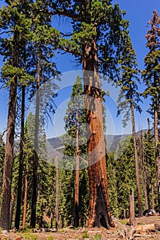 Giant Sequoia in the Sherman Grove