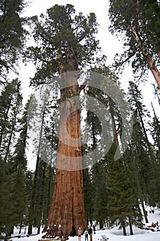 Giant Sequoia tree