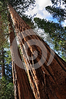 Gigante sequoie un albero 