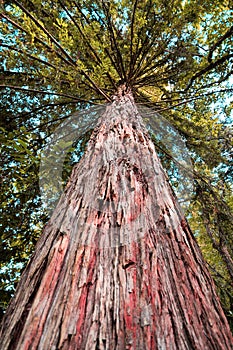 Giant sequoia tree