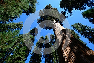 Giant sequoia tree blue sky