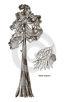 Giant sequoia tree and branch vector