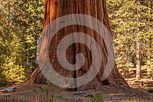 Giant Sequoia Tree photo