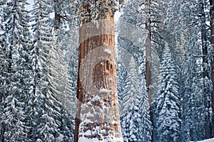 The Giant Sequoia Tree covered in snow photo