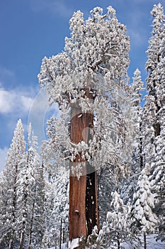 The Giant Sequoia Tree covered in snow