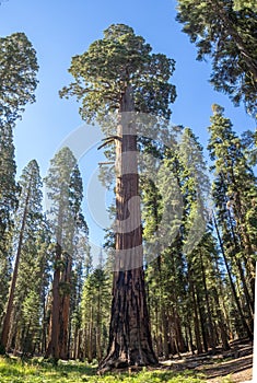 Giant Sequoia tree photo