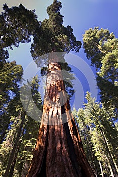 Giant Sequoia tree, Mariposa Grove, Yosemite National Park, California, USA photo