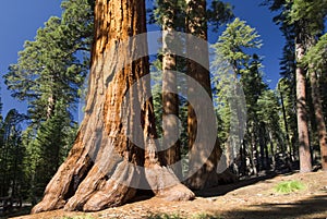 Gigante sequoie un albero boschetto,, Stati Uniti d'America 